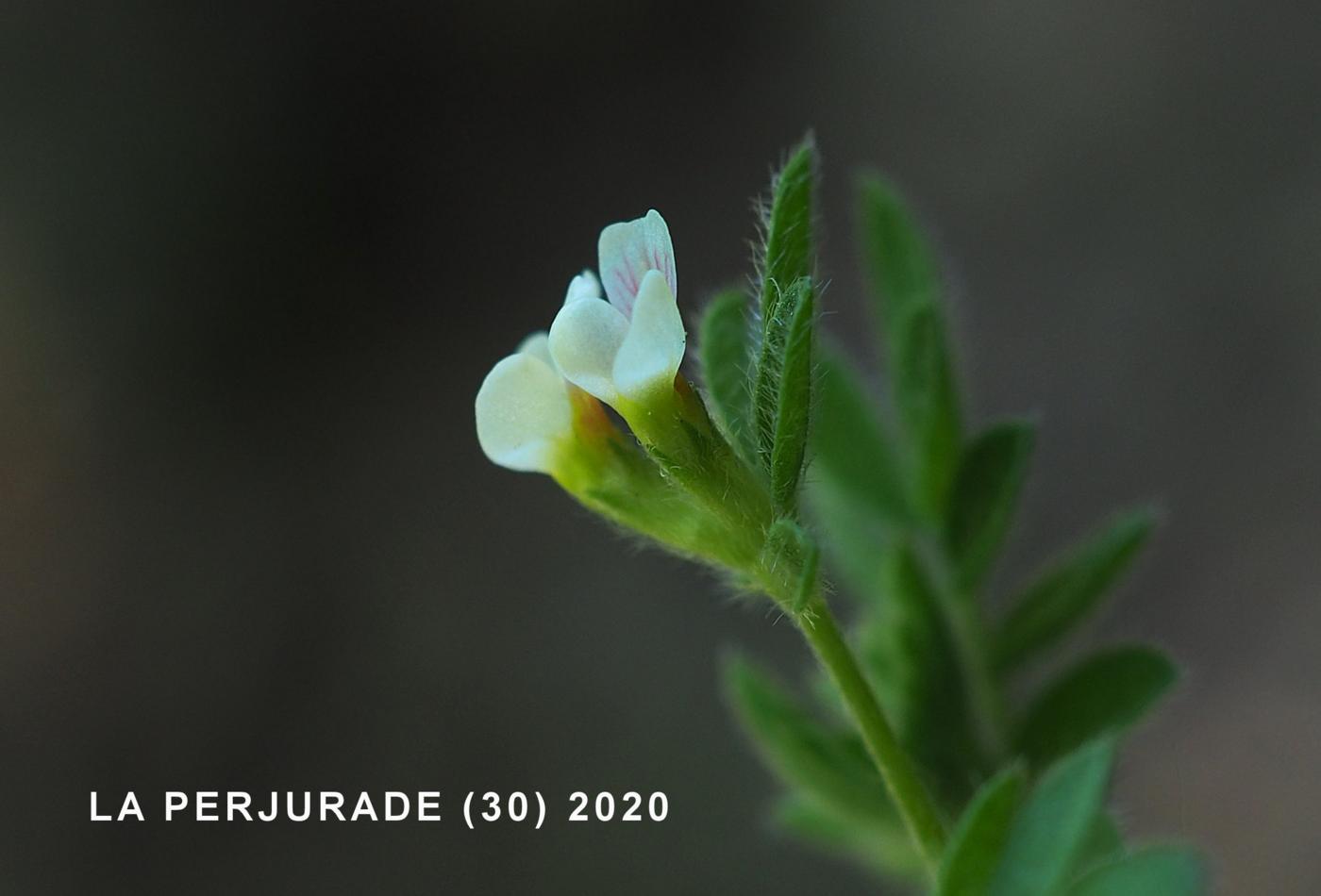 Bird's-foot flower